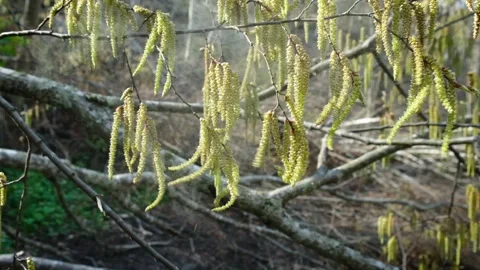 Slow motion yellow flowering hazelnut catkins and alot of pollen flying away. Stock Footage 171412943