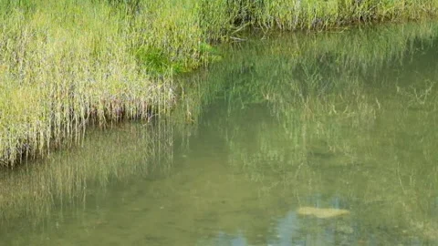 Slow motion yellow grass in the swamp Stock Footage 319967635