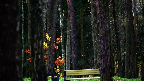 Slow motion of yellow leaves dancing in the wind in a magical, sun-drenched Stock Footage 320073348
