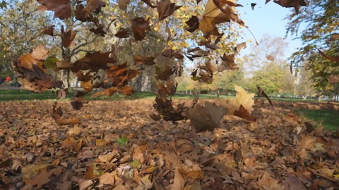 Slow Motion. Yellow leaves falling in a park. Stock Footage 143223760