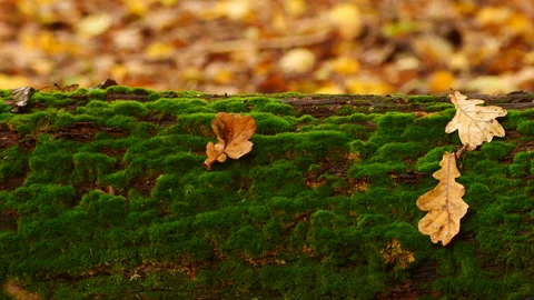 Slow-Motion Yellow Leaves Falling in Białowieża Forest Stock Footage 307443347