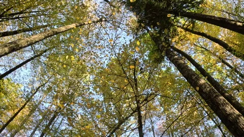 Slow-Motion Yellow Leaves Falling in Białowieża Forest Stock Footage 307444211
