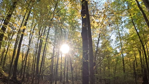Slow-Motion Yellow Leaves Falling in Białowieża Forest Stock Footage 307444848