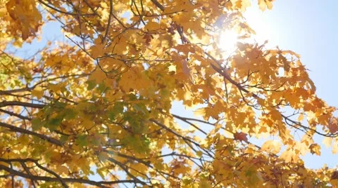 Slow Motion Yellow Leaves Video stock 64921478