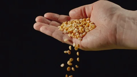 SLOW MOTION: Yellow peas falling from a man's hand Stock Footage 102212578