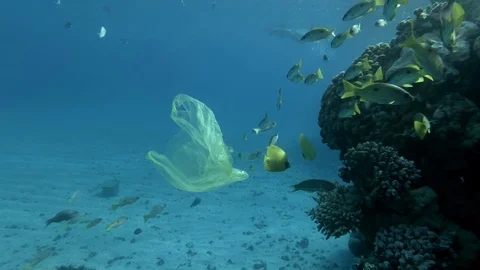 Slow motion, yellow plastic bag with school of yellow fish swims near reef Stock Footage 117841962