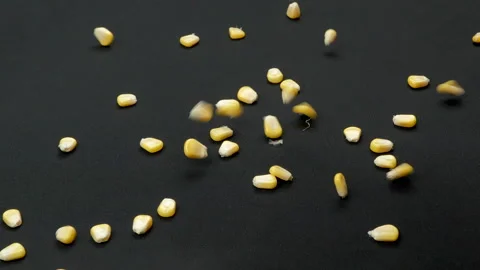 Slow Motion Yellow Sweet Corn Kernels Falling on Black Background Stock Footage 327551904
