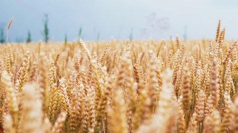 Slow motion yellow wheat ears field against the background of blue sky. 4k UHD Stock Footage 77450785