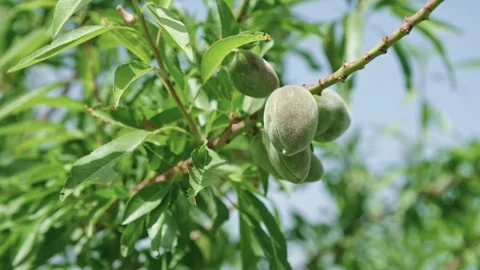 Slow motion of young almonds on a tree branch rocking in the wind. Stock Footage 89983316