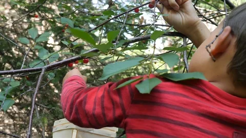Slow motion of young boy picking cherrys from a tree in the orchard Video stock 119865937