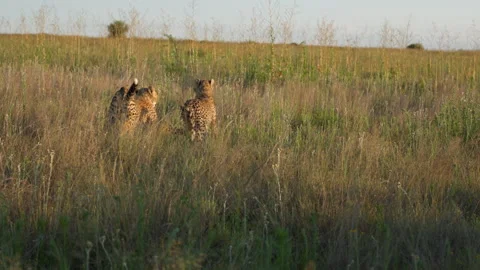 Slow Motion Young Cheetahs Playing in Tall Grass, Wide Shot 스톡 동영상 307710253