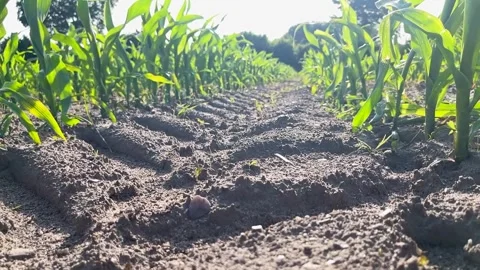 Slow motion of young corn plants growing in rows along tractor tracks 库存影片 311995989