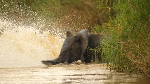 Slow motion: Young elephant in river behind reeds, makes a big splash. Stock Footage 105692131