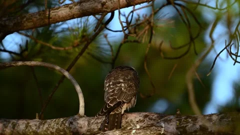 Slow motion of a young Eurasian hobby falcon shaking feathers on a branch Stock Footage 346257353