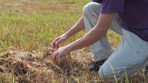 Slow motion of young farmer hands while taking corn from the grass Video stock 112751145