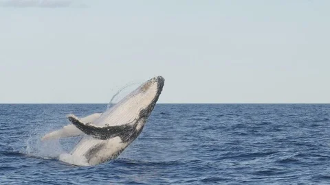 Slow motion of a young humpback whale breaching at merimbula- 180p Stock Footage