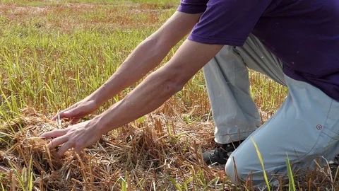 Slow motion of young man hands while taking corn from the grass Stock Footage 112751198