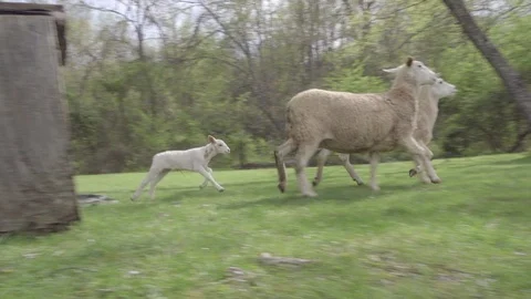 Slow motion of young sheep running in meadow in Spring Vídeo Stock 106575077