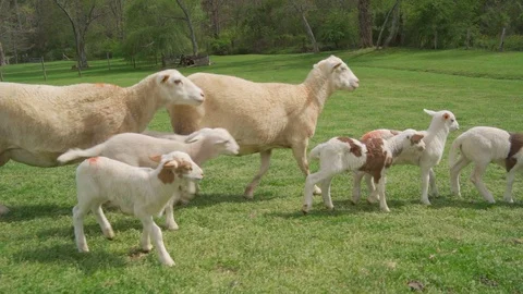 Slow motion of young sheep running in meadow in Spring Stock Footage 106578098