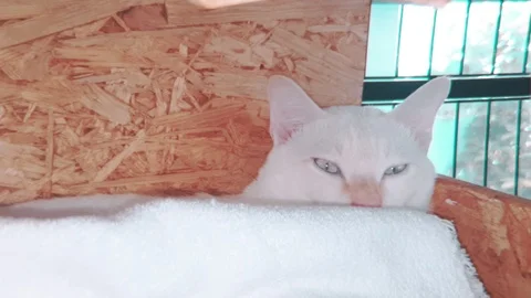 Slow motion of young siamese cat yawning in his bed Stock-Footage 100638874