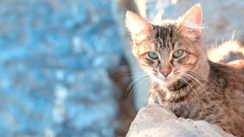 Slow motion young tabby cat lying on a rock, looking to camera, enjoying the Stock Footage 121605986