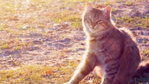Slow motion young tabby cat itching and cleaning itself on the ground in a park Stock Footage 121606037