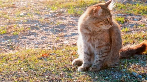 Slow motion young tabby cat cleaning its dorsal carefully on the ground in a Stock Footage 121606110