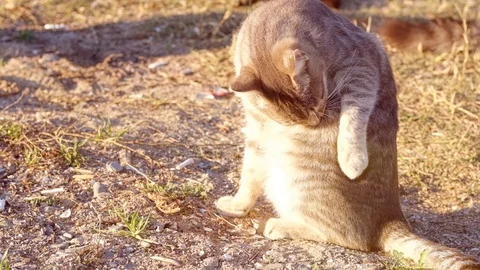 Slow motion young tabby cat cleaning its dorsal carefully on the ground in a Stock Footage 121606230