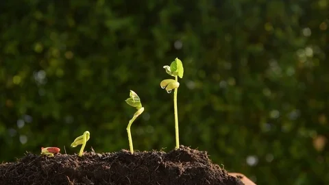 Slow motion Young Thai boy spray water to little plant Stock Footage 73374311