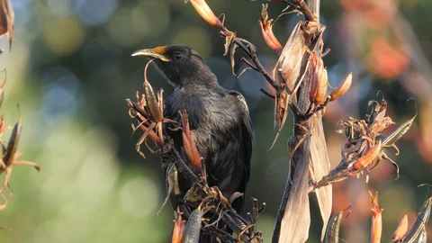 Slow motion young tui bird on flax bush flies away Video stock 108121773