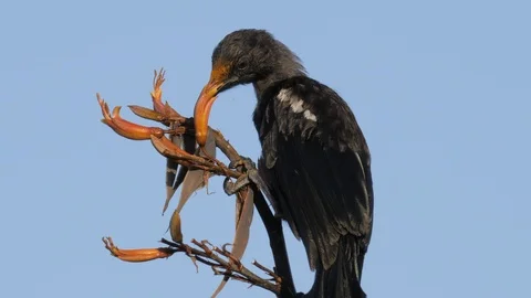 Slow motion young tui bird feeding on nectar from flax flowers Stock Footage 108121841
