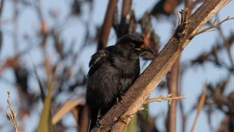 Slow motion young tui bird on flax bush flies away Stock Footage 108121883