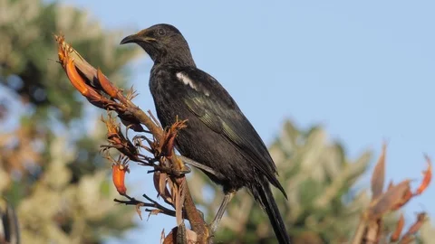 Slow motion young tui bird feeding on nectar from flax flowers Stock Footage 108121932