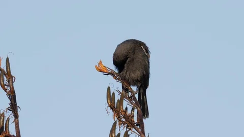 Slow motion young tui bird on flax bush preening feathers Stock Footage 108122089