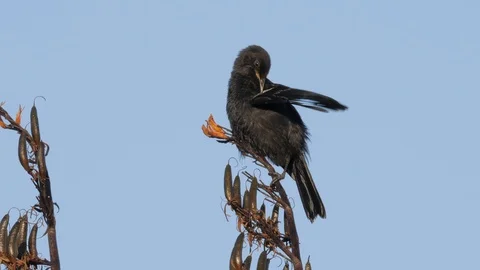 Slow motion young tui bird on flax bush preening feathers Stock Footage 108122136