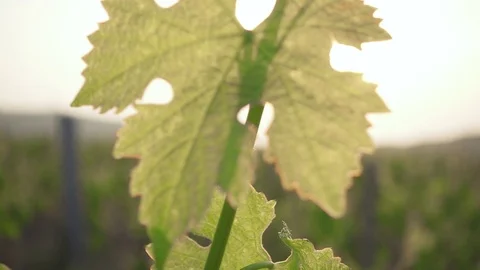 Slow motion a young vine waving in the wind and the sun Stock-Footage 90134583