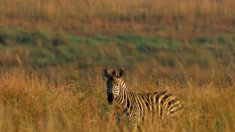 Slow-motion, Zebra flicking its tail in tall golden grasses at sunrise, calm Vídeo Stock 307187959