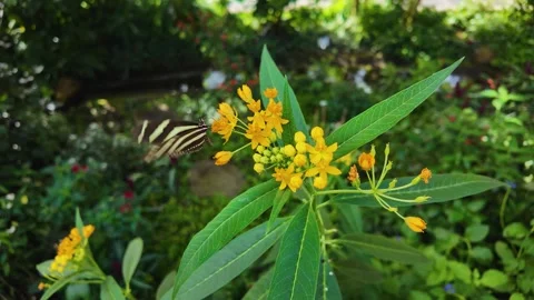 In Slow motion a zebra longwing butterfly Stock Footage 269369355