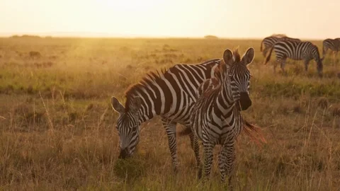 Slow Motion of Zebra at Sunset, Cute Baby Animals in Africa on African 스톡 동영상 246059887