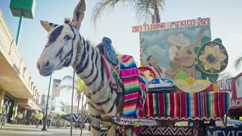 Slow-motion Zonkey (donkey/zebra) downtown Tijuana Stock Footage 165477630