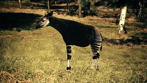 A slow motion zoom in of an Okapi. Stock Footage 200870386