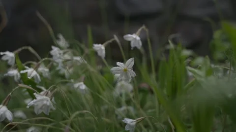 Slow motion zoom out on white flowers covered in raindrops on a cloudy day Stock Footage 264465331