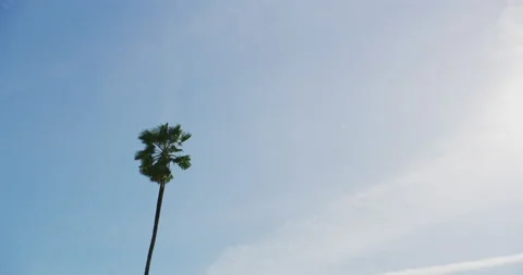 Slow Motion zoom of a palm tree in Los Feliz, California. Stock Footage 151192447