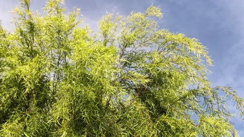 Slow Motion Zoomed Shot of Green Tree Leaves Against Blue Sky Stock Footage 346667574