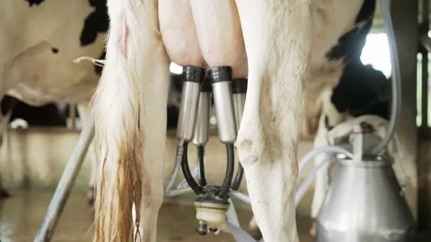 Slow-motion,Automatic mechanized milking cow in a cow's milk farm barn. 動画素材 182418368