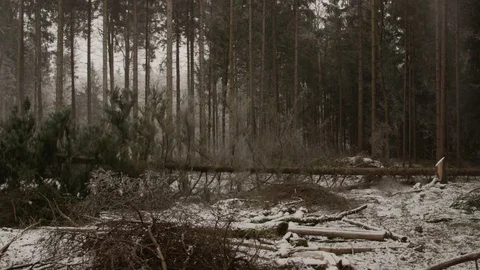 SLOW MOTION,CLOSE UP: Logger cutting down spruces in coniferous forest in winter Stock Footage 73310496