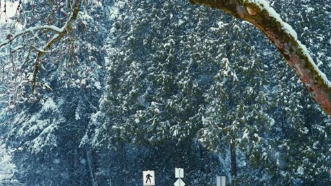 Slow Motioned Snow-Covered Forest with Evergreen Branches and Traffic Signs in Video stock 293164713