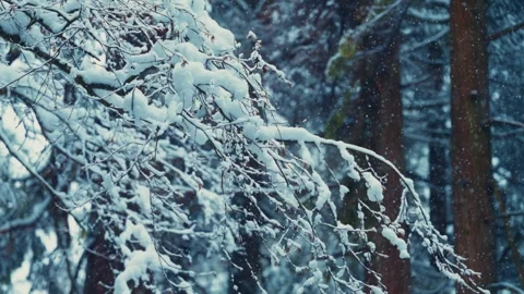 Slow Motioned Snow Covered Tree Branches in a Serene Winter Forest Stock Footage 293164857