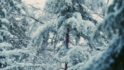 Slow motioned snowfall in Beautiful Winter Snowy Forest Landscape with snow Stock Footage 293728997