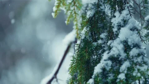Slow Motioned Snowfall on Snow Covered Pine Branch in Winter Forest Stock Footage 293164774